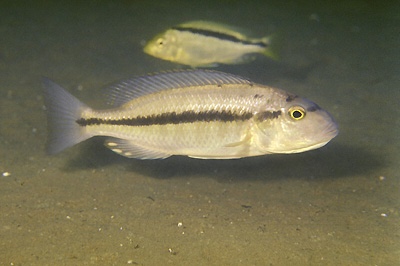Taeniochromis holotaenia 'Luwala Reef'